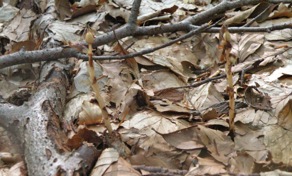 Mi hanno detto che  una orchidea...no, Monotropa hypopitys (Ericaceae)